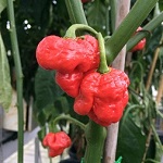 Chilli Pepper: Habanero: Trinidad  Scorpion