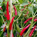 Chilli Pepper: Thai Dragon plug plant