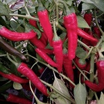 Chilli Pepper: Cayennetta plug plant