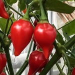 Chilli Pepper: Burquino Red