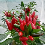 Chilli Pepper: Numex Mirasol