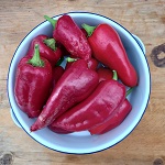 Chilli Pepper: Elephants Ears
