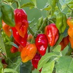 Chilli Pepper: Habanero: Red