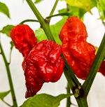 Chilli Pepper: Murder One