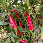 Chilli Pepper: Quickfire F1 seeds
