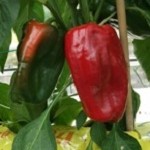 Sweet Pepper: Akron F1