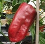 Sweet Pepper: Doux D'Espagne