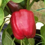 Sweet Pepper: Asti Rosso