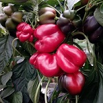 Sweet Pepper Seeds