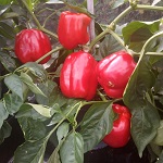 Sweet Pepper: Indired (Belle Rouge) F1 plant