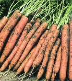 Carrot: Amsterdam 2 Maxi