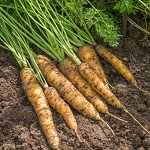Carrot: Jaune du Doubs