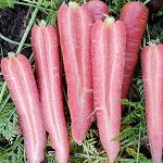Carrot: Ruby Prince F1