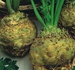 Celeriac: Prague Giant