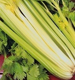 Celery: Golden Self Blanching