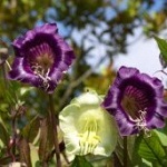 Cobaea: Scandens White