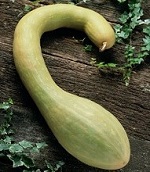 Courgette: Tromboncino Albenga