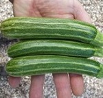 Courgette plug plants