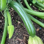 Courgette: PreciozaF1 plug plant