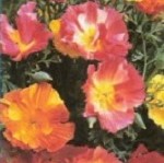 Californian Poppy: Thai Silk Mix