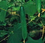 Cucumber: Burpless Tasty Green F1