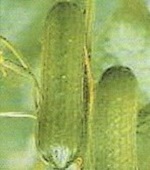 Cucumber: Passandra F1