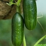 Cucumber: Mini Munch  plug plant