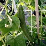 Cucumber: Louisa F1