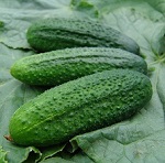 Cucumber: Gherkin Partner F1