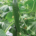 Cucumber: Carmen F1 plug plant