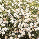 Erigeron: Profusion