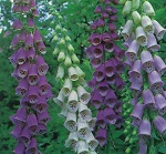 Foxglove: Excelsior Mixed