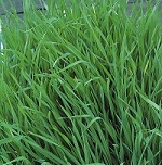 Green Manure: Forage Rye
