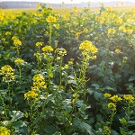 Green Manure: Mustard White Tilney