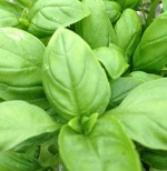 Basil: Sweet