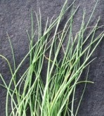 Chives: Fine Leaved