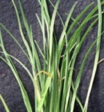 Chives: Garlic (Chinese)