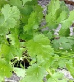 Coriander: Leisure