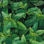 Mint: Spearmint