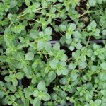 Thyme: Broadleaved