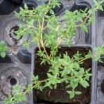 Thyme: Common