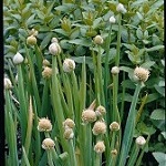 Welsh Onion