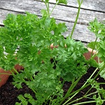 Parsley: Lisette