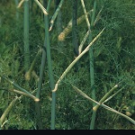 Fennel: Green