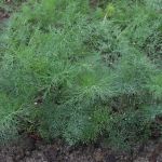 Dill: Diana seeds
