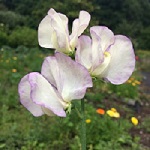Sweet Pea: High Scent