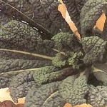 Kale: Cavolo Nero