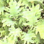 Kale: Red Russian