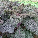 Kale: Scarlet