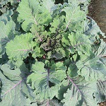 Kale: Cottagers